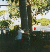 Polesock installed on a wood pole