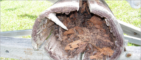 Cross-section of a wood pole hollowed out by termites